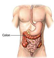colon sano1