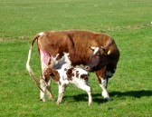 13112936-una-mucca-con-un-vitello-appena-nato